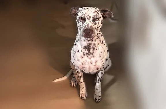 Lost dog, Chelmsford Trail, 5764, Arlington - female, Dalmatian mix - photo