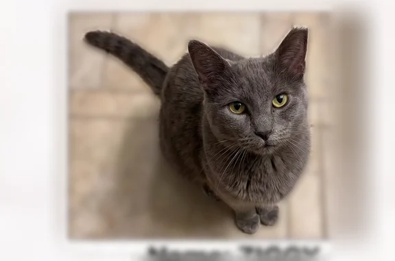 Lost cat, Pebblecreek, 1778, Akron - female, gray with a recently shaved back, left hindquarters, and leg - photo
