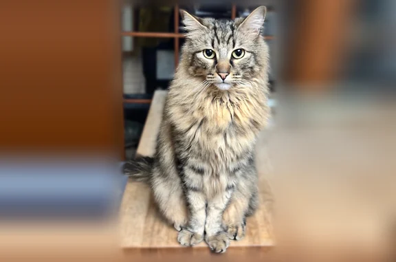Lost cat, 93rd Avenue Southeast, Mercer Island, Manhattan - male, friendly fluffy long-haired brown cat, no collar - photo
