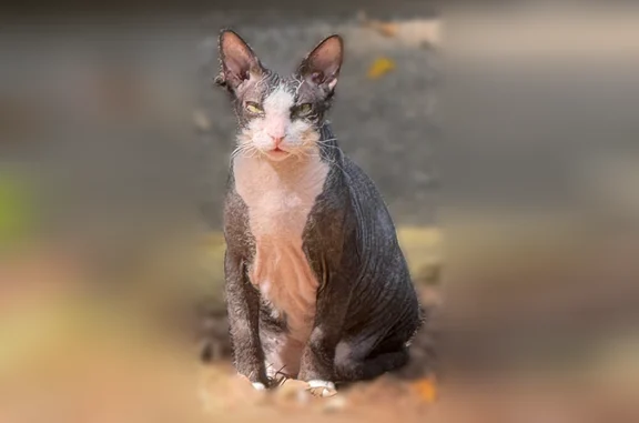 Lost cat male, Skyland Drive, 94, Roswell, Smyrna - gray Sphynx, no collar - photo