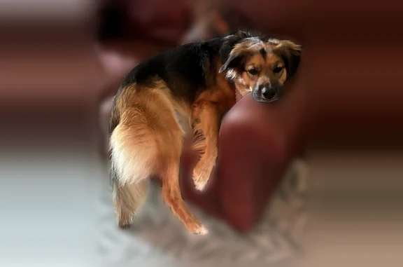 Lost dog, Hunters Trace East, 9302, Austin - female, friendly, chases squirrels - photo