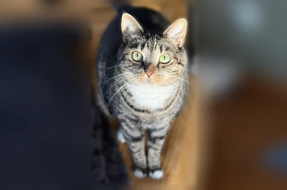 Lost cat, female, Beaumont Square, 6431, Lewis Center, Dublin - four white paws - photo