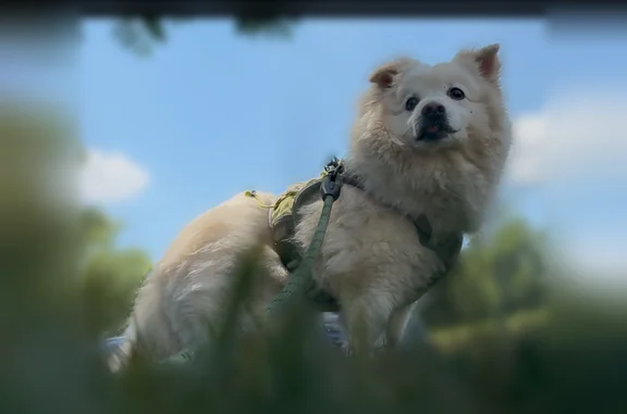 Lost dog, Wilson Boulevard, 6200, Falls Church - male, white Japanese Spitz, 10 years old - photo