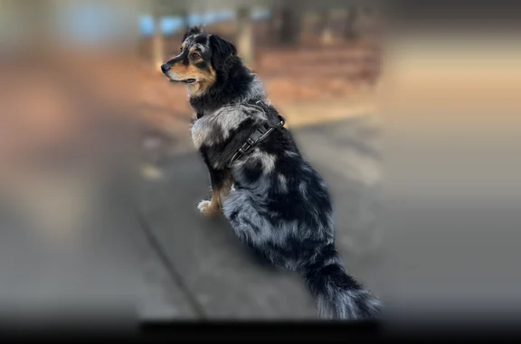 Lost dog, Peachtree Industrial Boulevard, 3095, Duluth - male, recently groomed - photo