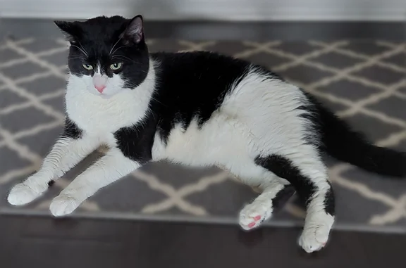 Lost cat, South Navajo Street, 4101, Englewood - female, very timid - photo