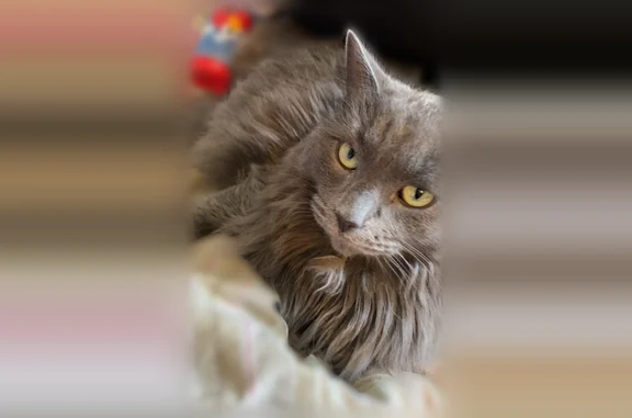 Lost cat, Baldwin Road, 1935, Monroe, Arlington - male, long gray fur, white front paws - photo