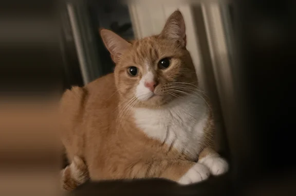 Lost cat, Saddle Drive, Mount Laurel Township, Philadelphia - female, orange with white chest patch - photo