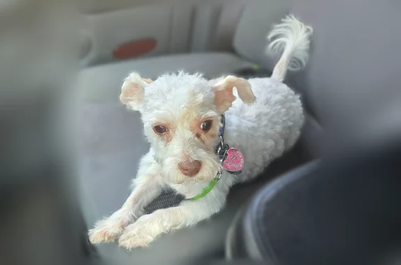 Lost dog, Schoenherr Road, 23012, Warren - male, white with brown ears, short hair - photo