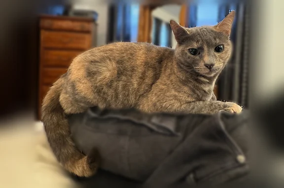Missing cat Dunellen, photo: Lost cat, Vera Street, 76, Piscataway, Dunellen - female tortoiseshell, friendly and social