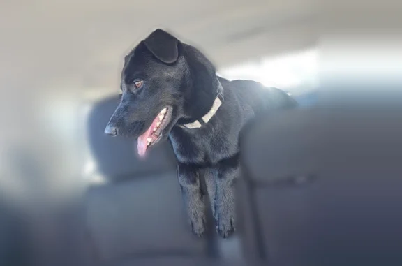 Lost dog, Triple Glen Court, 1906, Fresno - female, black lab mix - photo
