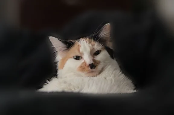 Lost cat, West Elliot Road, 965, Gilbert - photo