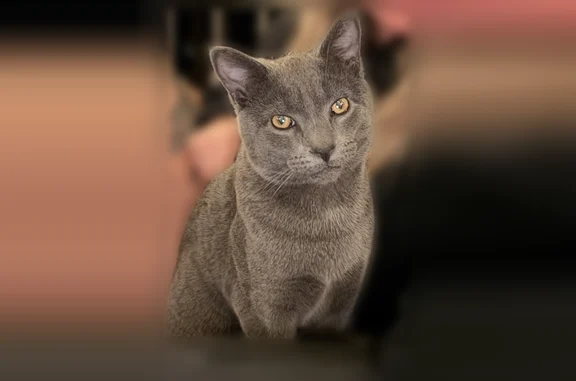 Missing cat Lancaster, photo: Lost cat, Dahlia Road, 318, Lancaster - male, blind in left eye