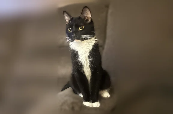 Missing cat Buffalo, photo: Lost cat, Callodine Avenue, 257, Buffalo - female tuxedo cat with white strip on nose and nursing