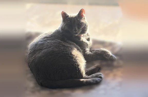 Lost cat, Creekwater Drive, 6202, Alexander - chunky female with a bright pink collar - photo