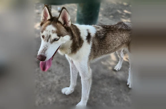 Lost dog, South Rosemont Avenue, 801, Dallas - male - photo