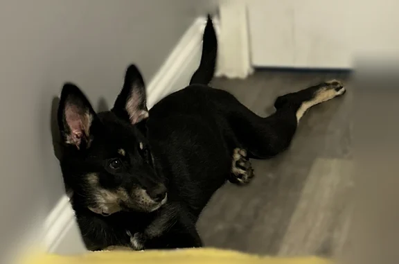 Lost dog, Dobson Avenue, 14427, Dolton - female, wearing a light pink collar - photo
