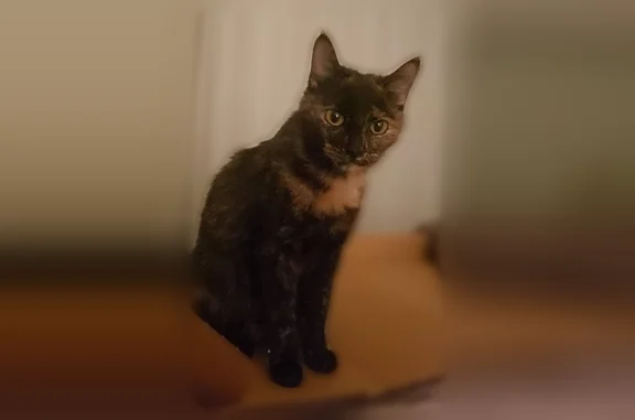 Lost cat, Phoenix, Arizona - female, small black tortoiseshell, very vocal - photo