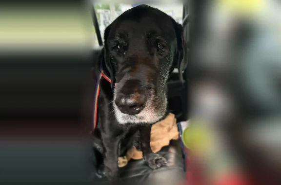 Found pets Portage, photo: Found dog, West Milham Avenue, 3425, Portage - older, sores on eyes