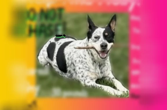 Missing dog Timberline-Fernwood, photo: Lost dog, Timberline-Fernwood, Arizona - female