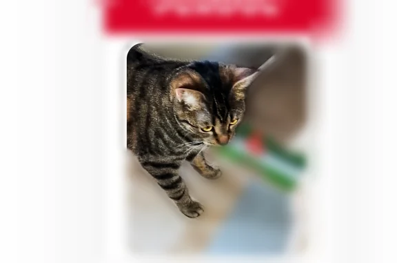 Animaux perdus et trouvés Paris, photo: Chat perdu femelle, Saint-Denis, Paris - tigrée, 1 an
