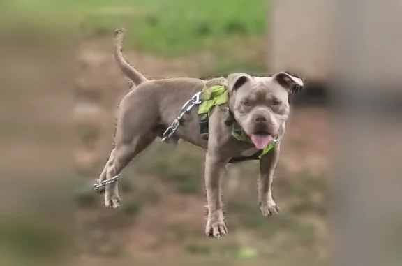 Lost dog, Haralson County, GA, USA, Atlanta - male, blue fawn pocket bully - photo
