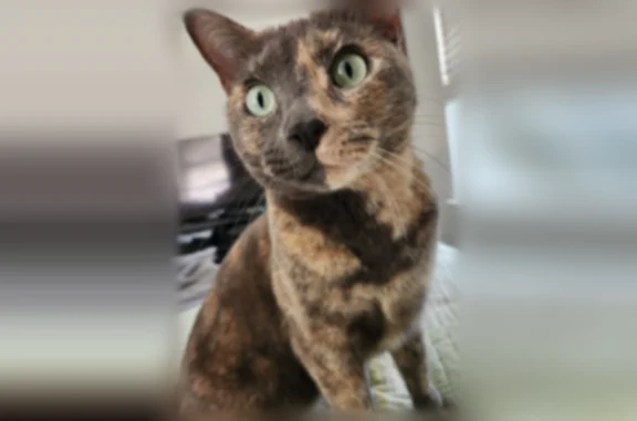 Lost cat, Onyx Lane, 13607, Farmers Branch - female, tortie with a white belly - photo