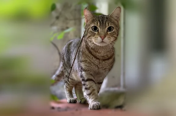 Animaux perdus et trouvés Bordeaux, photo: Chat trouvé, Rue Duluc, Bordeaux, Paris - mâle tigré, non castré
