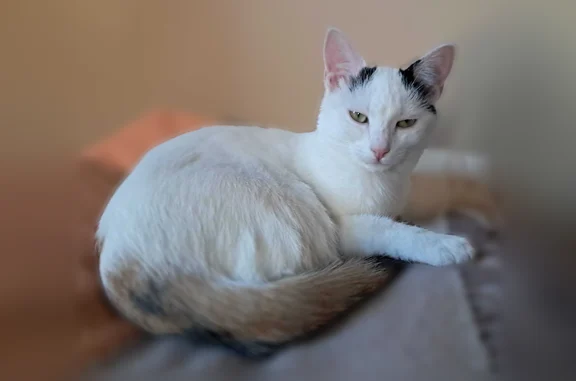 Chat perdu, femelle, Rue Ronde, Chambéry, Lyon - collier jaune et petite clochette - photo