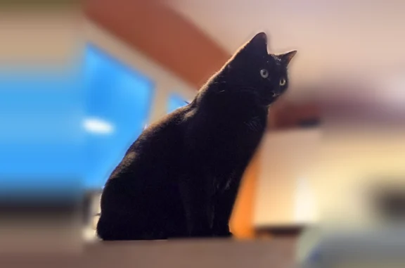 Perdu chat femelle, Avenue de l'École d'École d'Agriculture Gabriel Buchet, 29, Montpellier - toute noire, très sociable - photo
