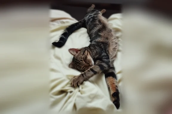 Chat perdu mâle, Rue de la Corvée, 12, Besançon - tigré, yeux verts - photo