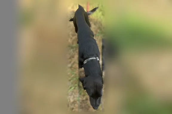 Chien trouvé mâle, Bazouges-la...