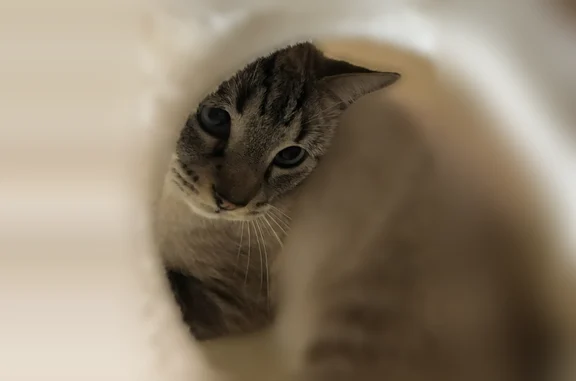 Chat perdu mâle, Cité de l'Enrilise, 58, La Roche-sur-Yon - crème/gris tigré, yeux bleus - photo