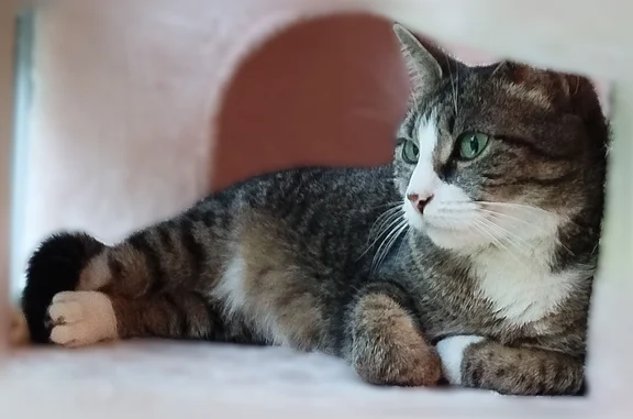 Chat perdu, Rue des Saumonières, 8, Nantes - femelle, tigrée grise et blanche - photo