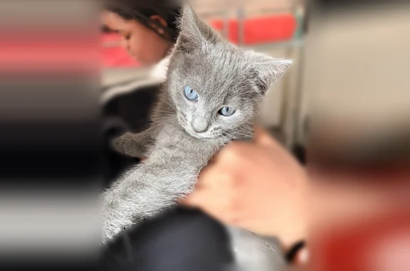 Chat disparu Fille, Pontault-Combault (fl595535) - photo