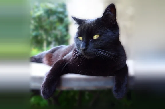 Animaux perdus et trouvés Paris, photo: Perdu chat femelle, Avenue de Belledonne, 13, Corenc, Paris - petites taches blanches aux oreilles