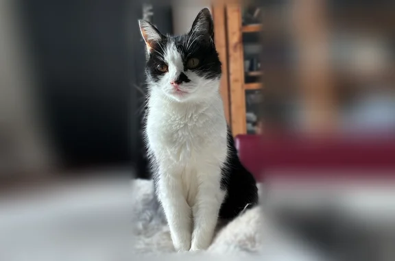 Chat perdu, Bouguenais, photo: Chat perdu, Rue du Champ Toury, 2 Ter, Bouguenais, Fegersheim - femelle, noire et blanche