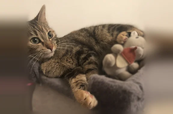 Perdu chat femelle, Rue du Rivage, Hasnon, Lyon - chatte d’intérieur de 7 ans pucée - photo