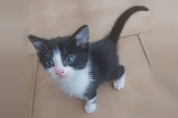 Animaux perdus et trouvés Illies, photo: Chat trouvé, Hameau des Auvillers, 2, Illies