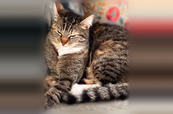 Chat perdu femelle, Rue Aristide Briand, 35, Colombes, Chanceaux-sur-Choisille — pucée, harnais rouge - photo