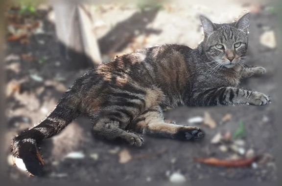 Chat perdu, femelle, Teyran - photo