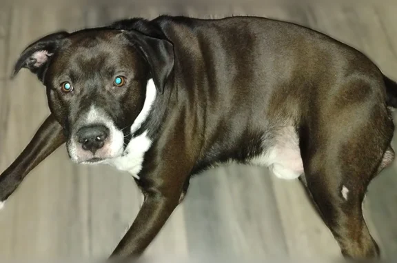 Lost dog, Wheeler Avenue, 364, Hampton - male - photo
