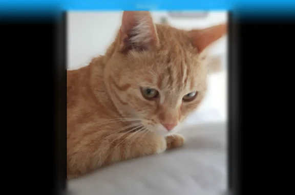 Chat perdu femelle, Rue de Flandre, 233, Marck - roux, ventre blanc, collier gris - photo
