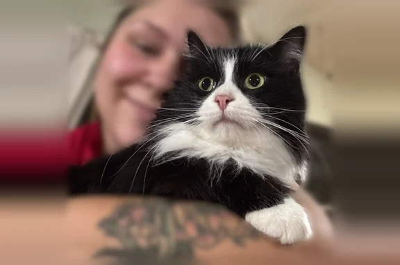Lost cat male, Louisiana 172, 192, Keachi, Euless - very friendly, loves pets and food - photo