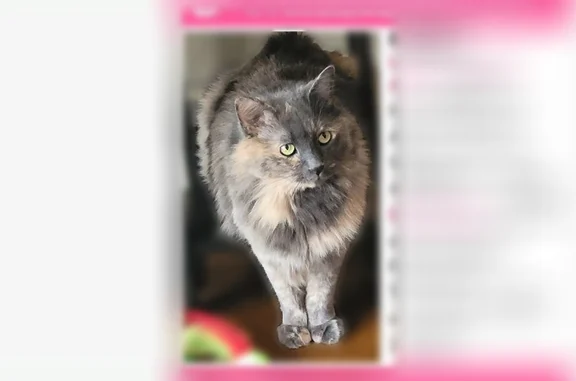 Lost cat, Hoagland Avenue, 3404, Fort Wayne - female, green eyes, black nose - photo