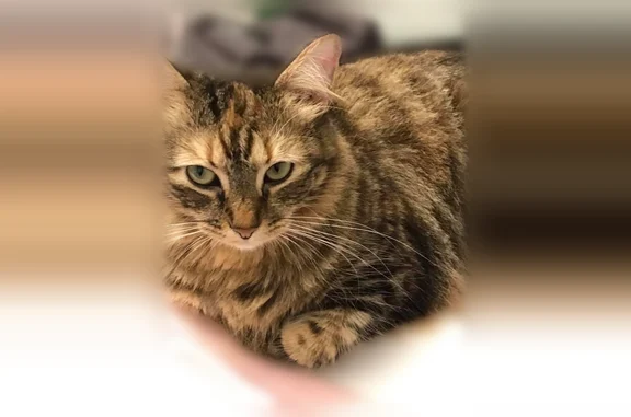 Lost cat, Springdale Drive, 926, Marietta - photo