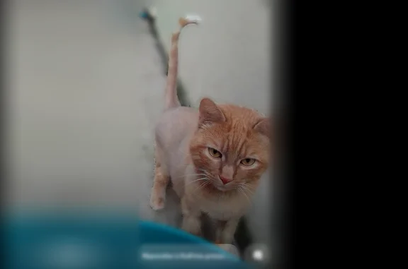 Chat perdu mâle, Rue de l'Équerre, 5, Saint-Amand-Montrond, Toulon-sur-Allier - poil roux, craintif - photo