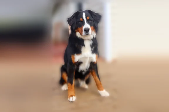 Lost dog, Gish Road, 697, Onalaska, Seattle - female, black/white/tan - photo