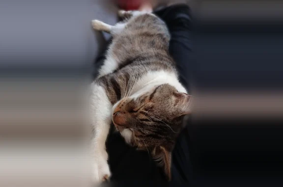 Chat perdu mâle, Rue de Buneville, 38, Ternas, Saint-Pol-sur-Ternoise - tigré gris et blanc, tatoué et castré - photo