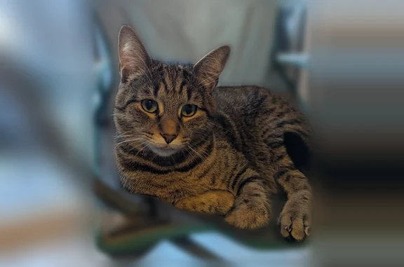 Chat perdu mâle, Chemin de l'Estibère, 7, Cestas - grand, gris tigré - photo