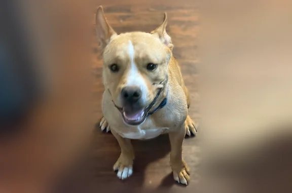 Found dog Corpus Christi, photo: Found dog, North Padre Island Drive, 1141, Corpus Christi - very friendly, big lap dog